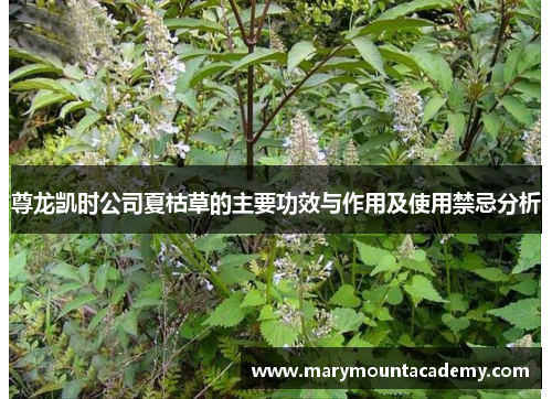尊龙凯时公司夏枯草的主要功效与作用及使用禁忌分析